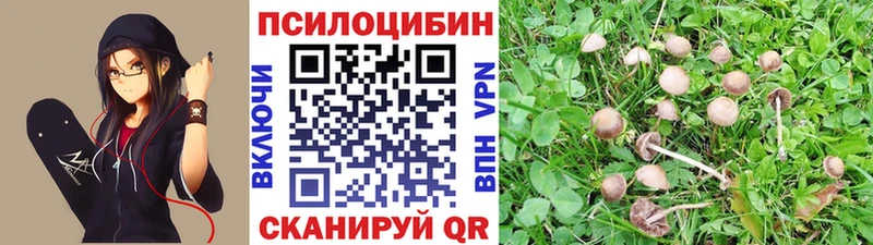 как найти закладки Зеленокумск Галлюциногенные грибы Psilocybine cubensis